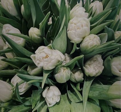 Kytice bílých tulipánů