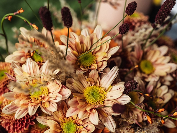 Krysantemum oransje fersken