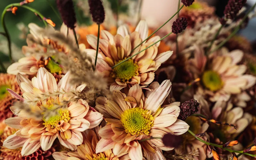 Zentoo-Souvenir-Orange-Serenity-Sweet-Peach-2.2