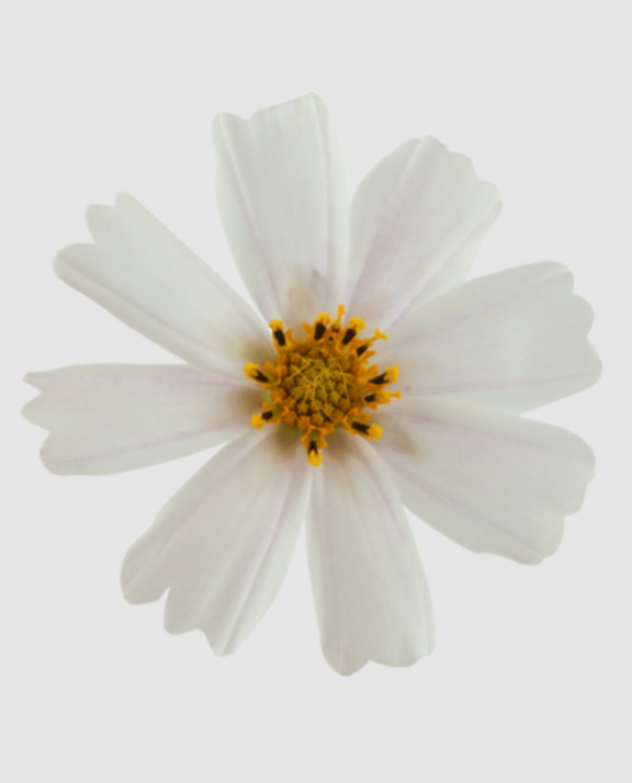 Cosmea