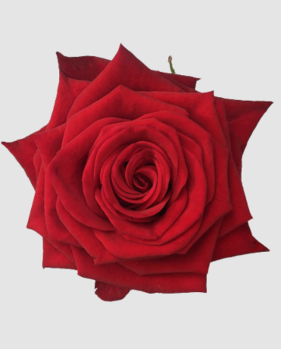 R Con Amore boven NEW