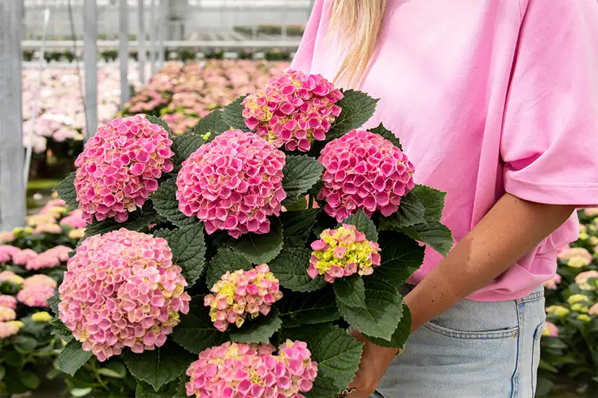 Lyserød hortensia i drivhus