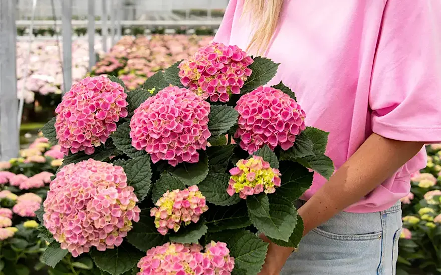 Hortensia rose en serre