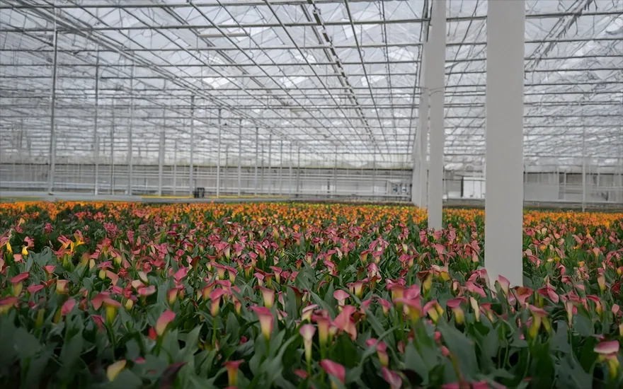 VDP - plant assortment kweker beelden