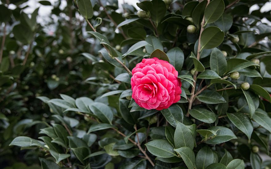 Camellia