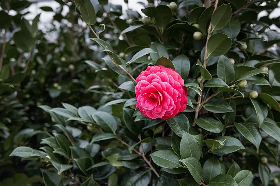 Camellia