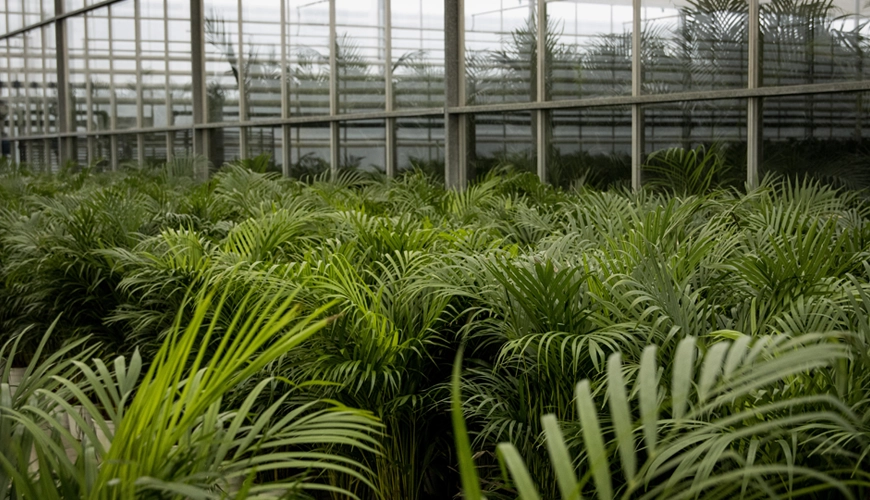 Dypsis lutescens