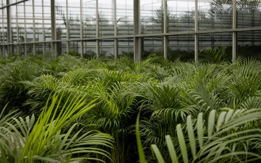 Dypsis lutescens