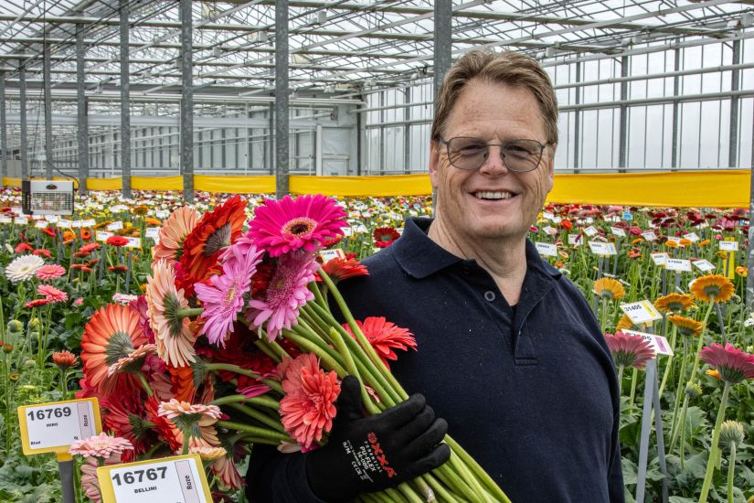 Gerberas in the breeding greenhouse