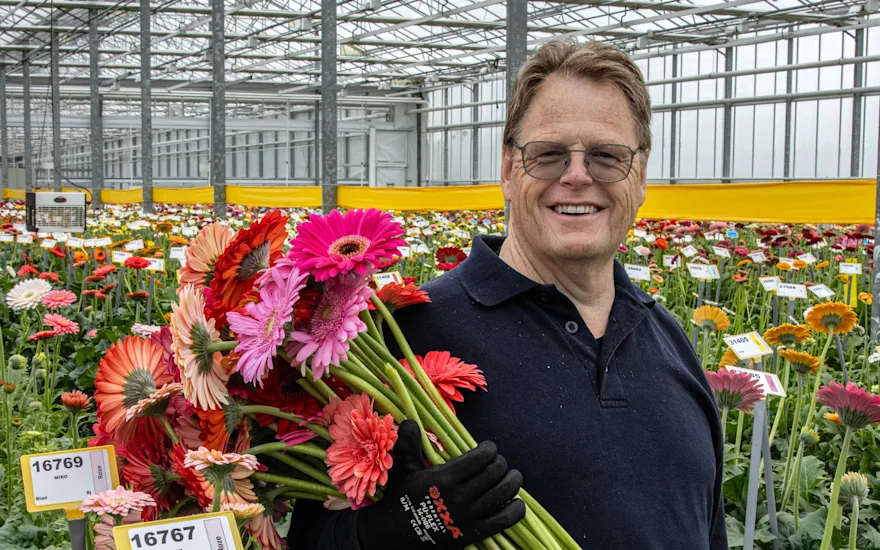 Gerberas in the breeding greenhouse