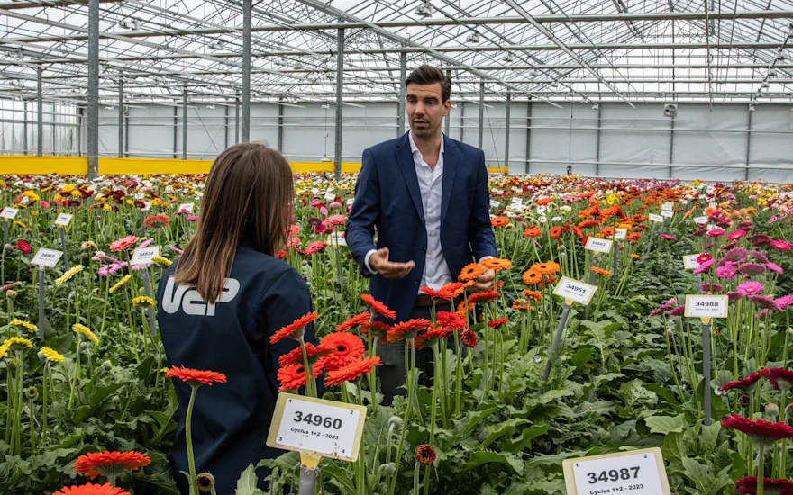 Explaining the breeding of gerberas