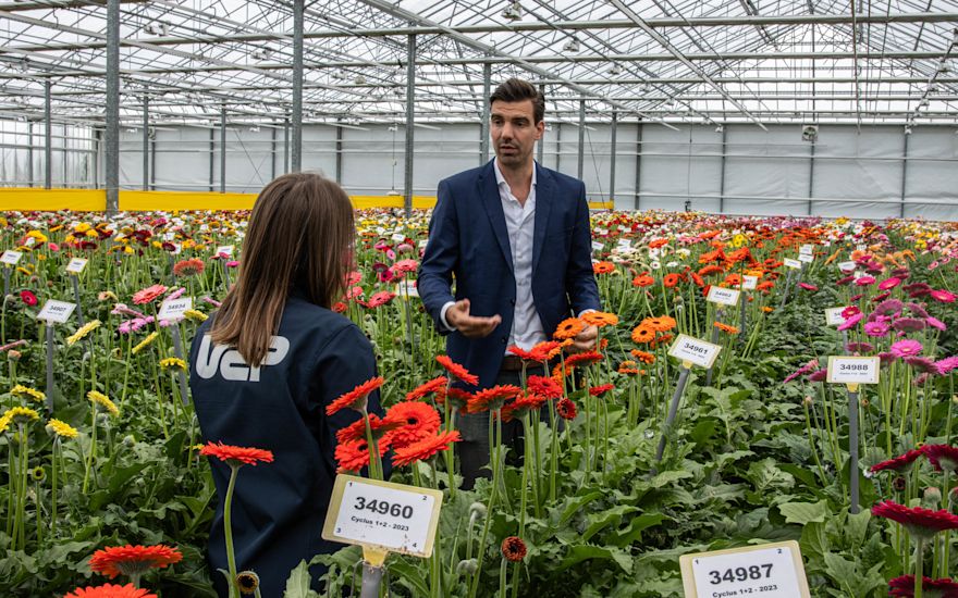 Uitleg over de veredeling van gerbera’s
