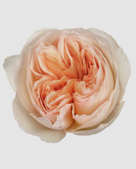 R Gr Austin Juliette