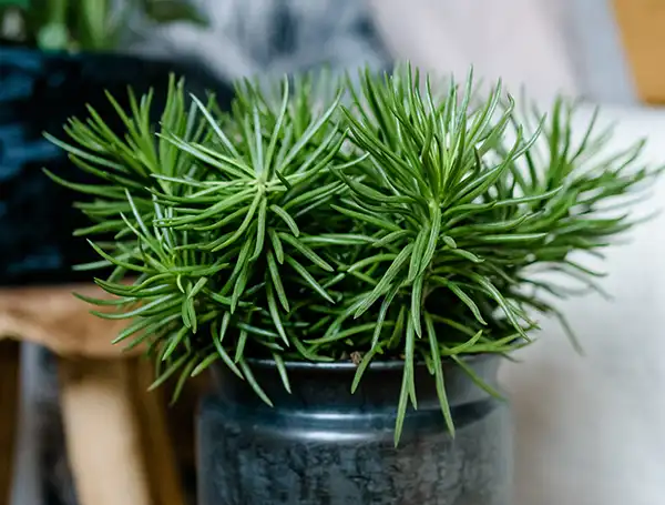 Sukkulente Pflanze klein im blauen Topf