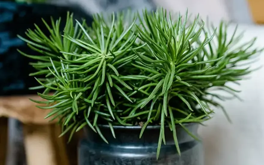 Sukkulent plante lille i blå potte