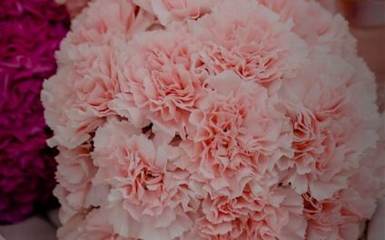 Karafiáty růžové detailně