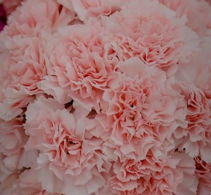 Nelliker lyserøde tæt på