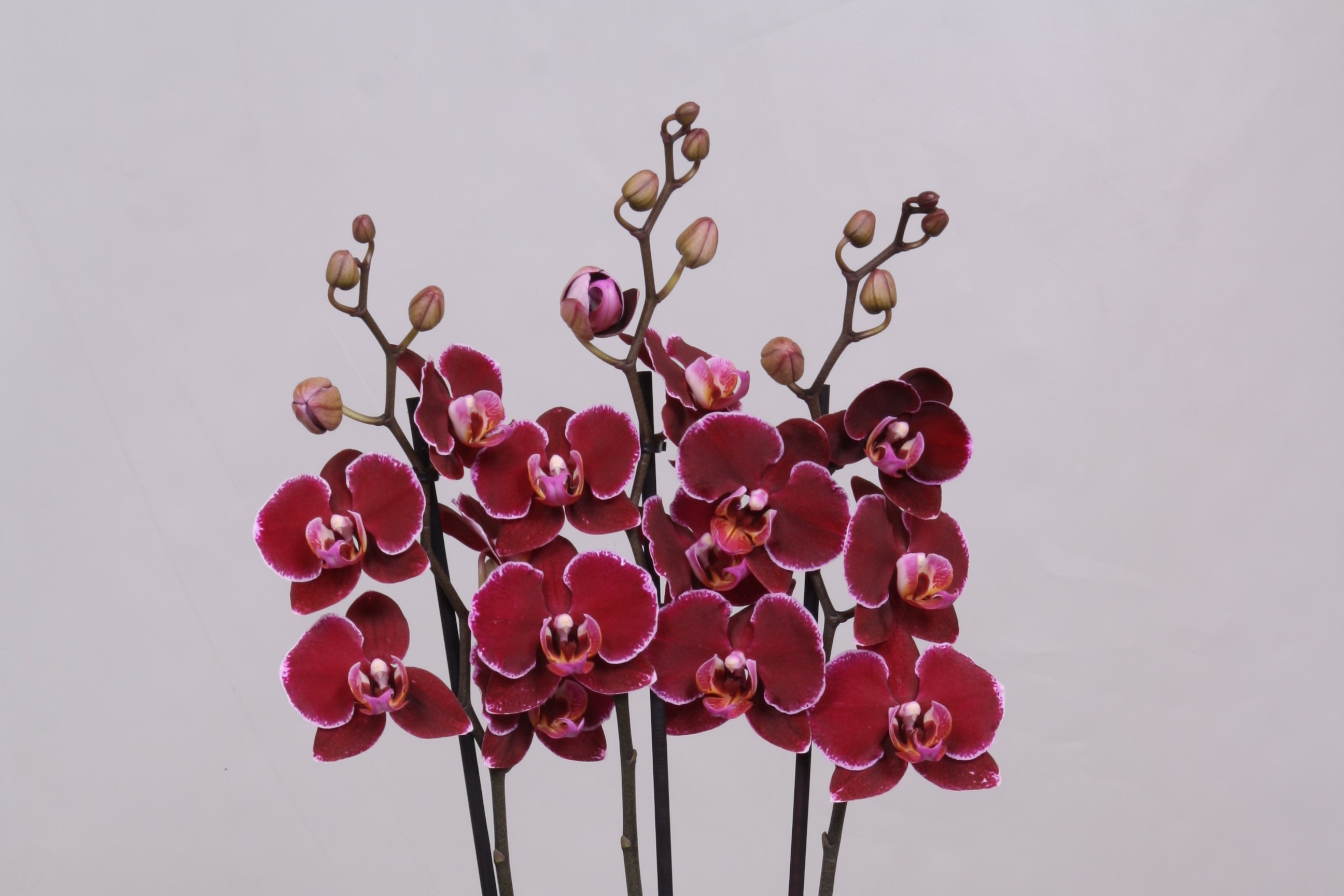 Montpellier 3 tak PC.2