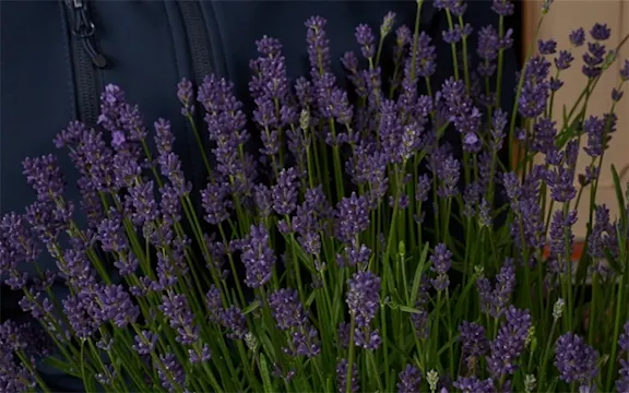 Purple lavender flowers 