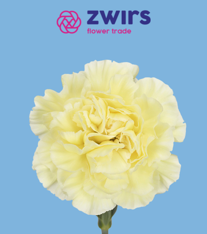 Meet Flower Trade Zwirs