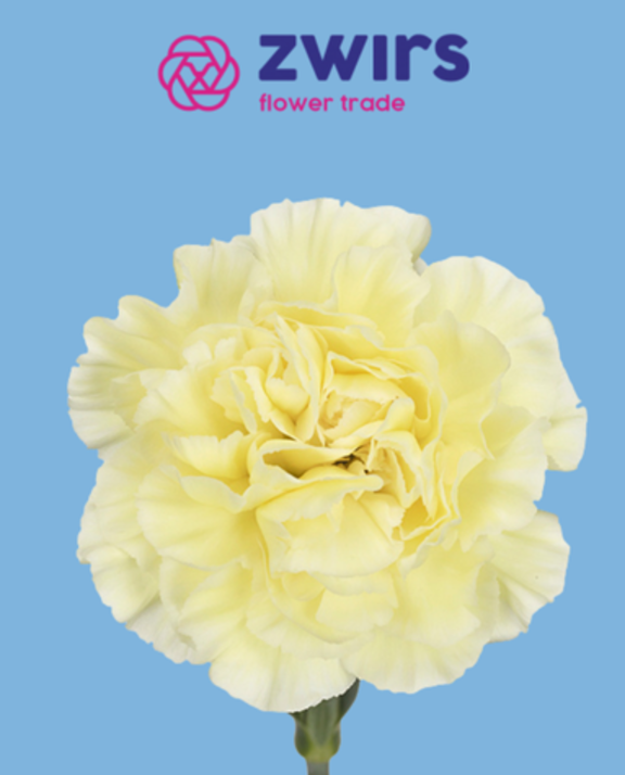 Meet Flower Trade Zwirs