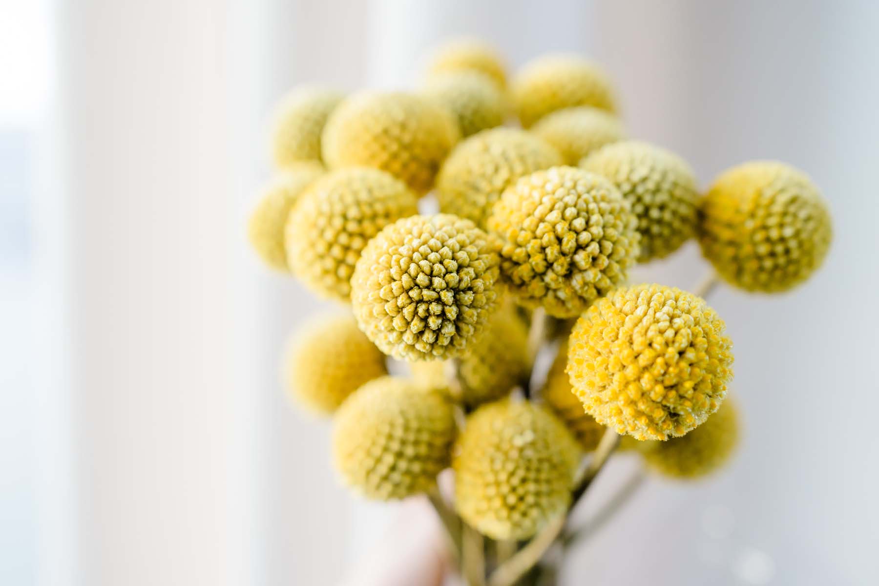 Van der Plas Wedding Summer Festival Vibe40