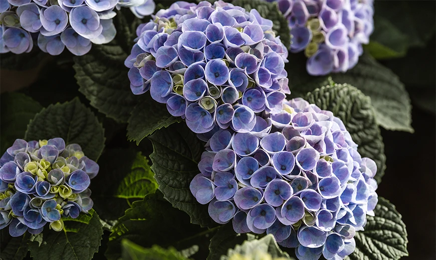 The masterful hydrangeas of nursery The Mastergrowers | Van der Plas