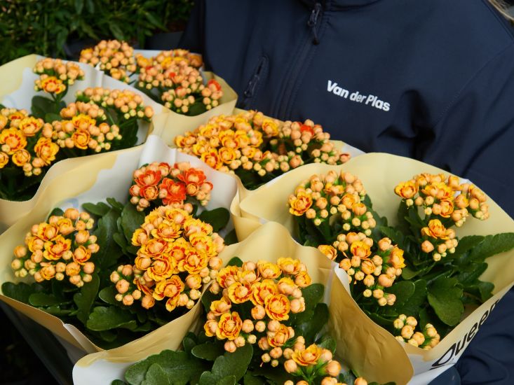 kalanchoe from the flower wholesale trade in Holland