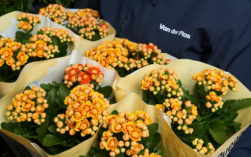 kalanchoe dal commercio all'ingrosso di fiori in Olanda