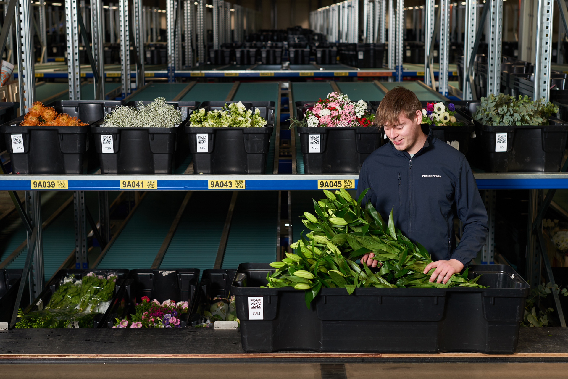 Medwerker kubus lelies zwarte krat website B 0324 (1) verkleind