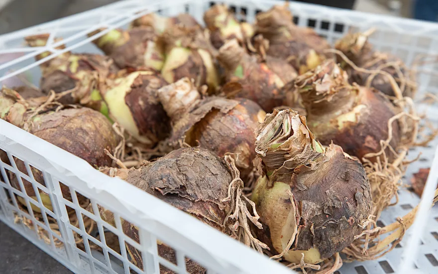 Culture durable et innovante de l'amaryllis