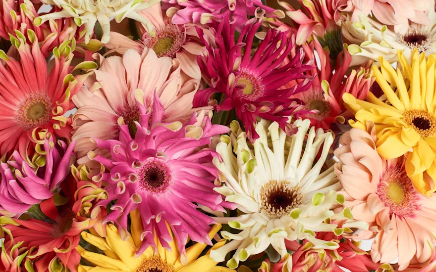 Gerbera wholesaler