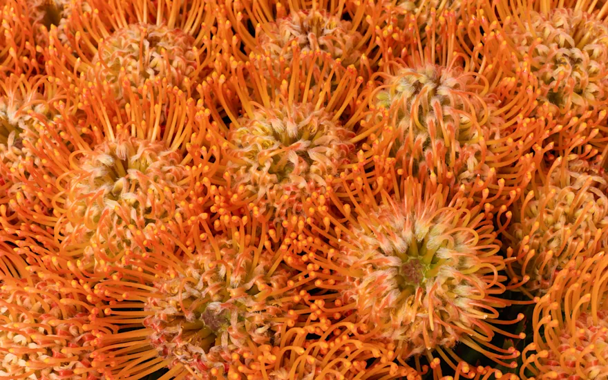 Il sole arancione di Nutans