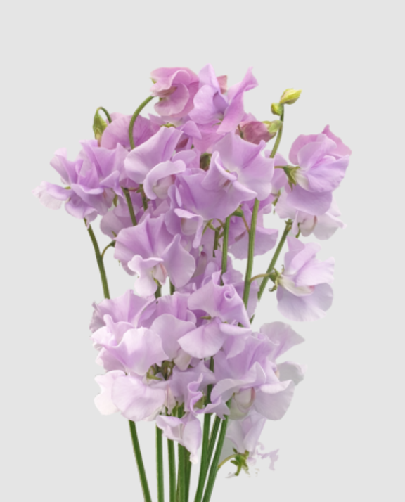 Lathyr Wi Suns Laven