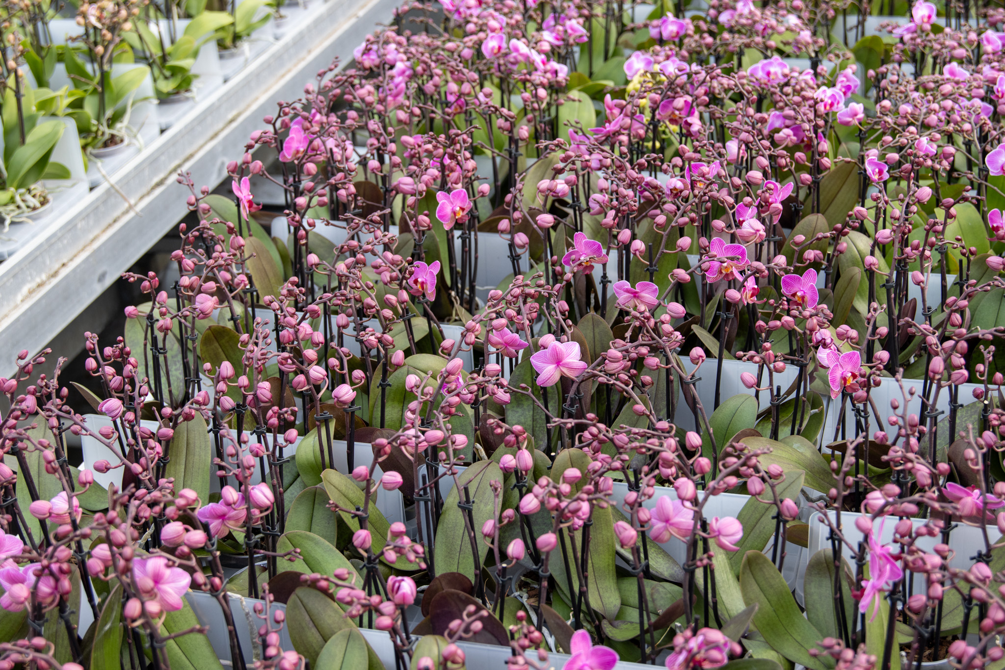 Orchidee e phalaenopsis all'ingrosso