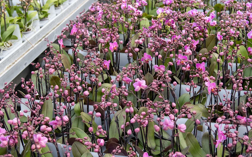 Velkoobchod orchidejí a phalaenopsis