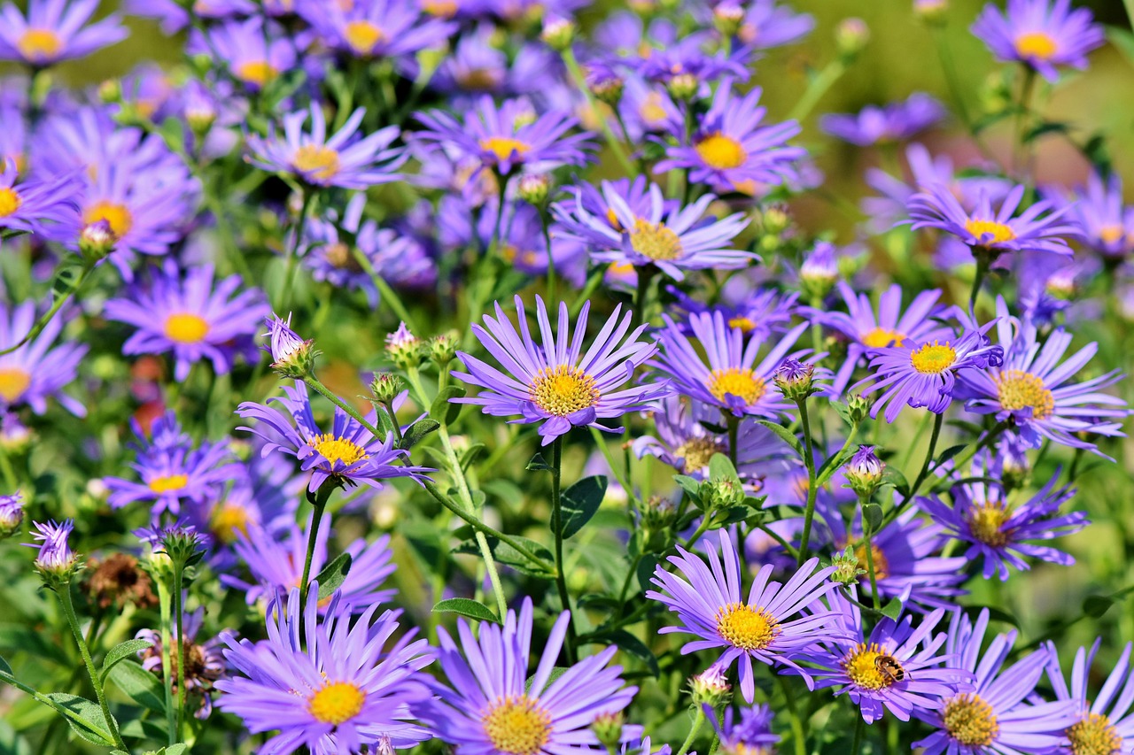 Purple asters