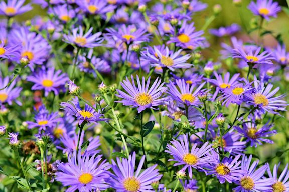 Purple asters
