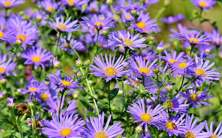 Purple asters