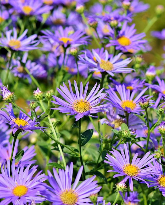 Purple asters