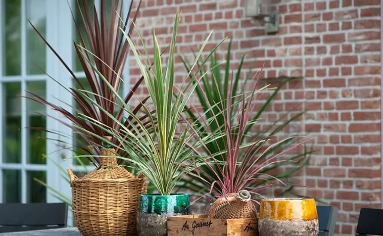 Cordyline Levoplant