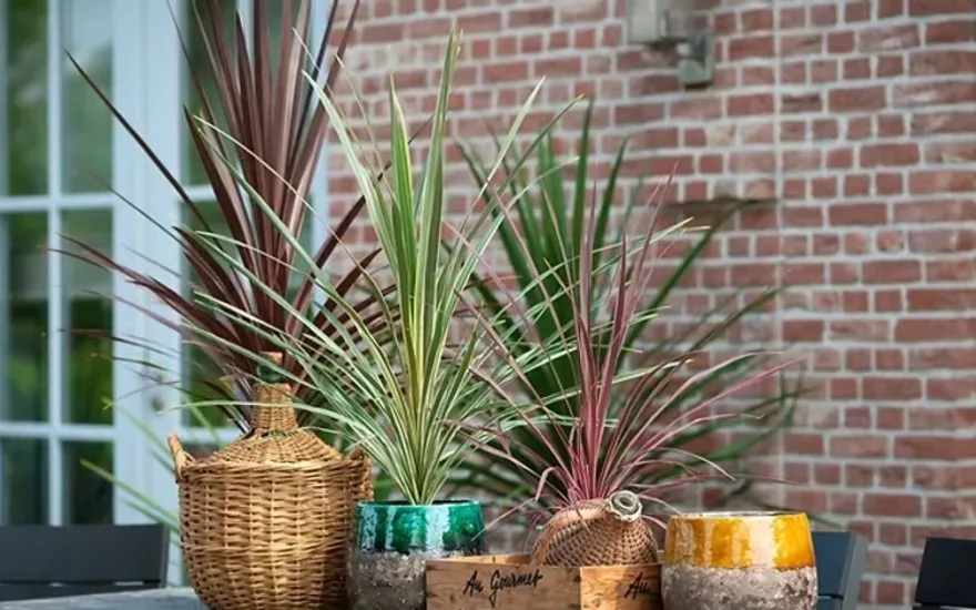 Cordyline Levoplant