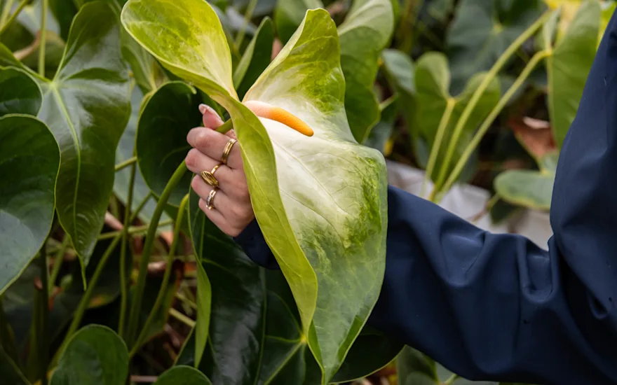 Velká zelená rostlina anthurium