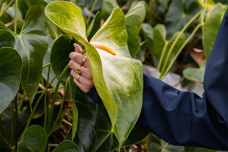 Large green anthurium plant 