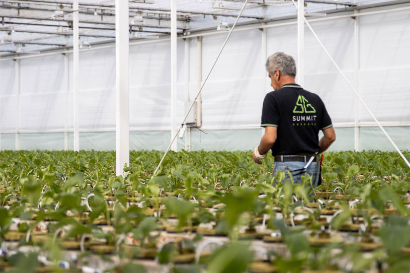 Culture de nouvelles variétés de gerbera