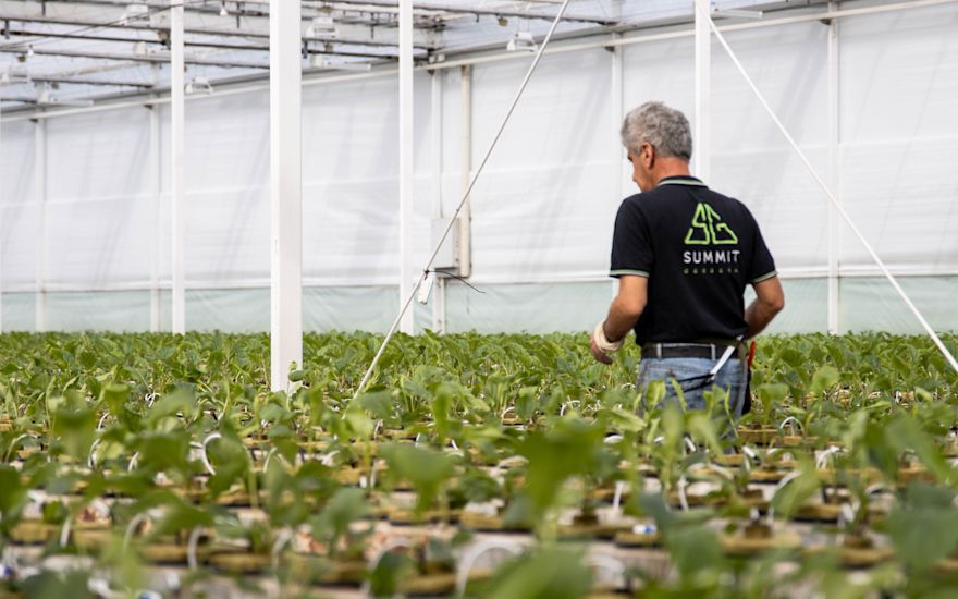 Nieuwe gerbera soorten kweken