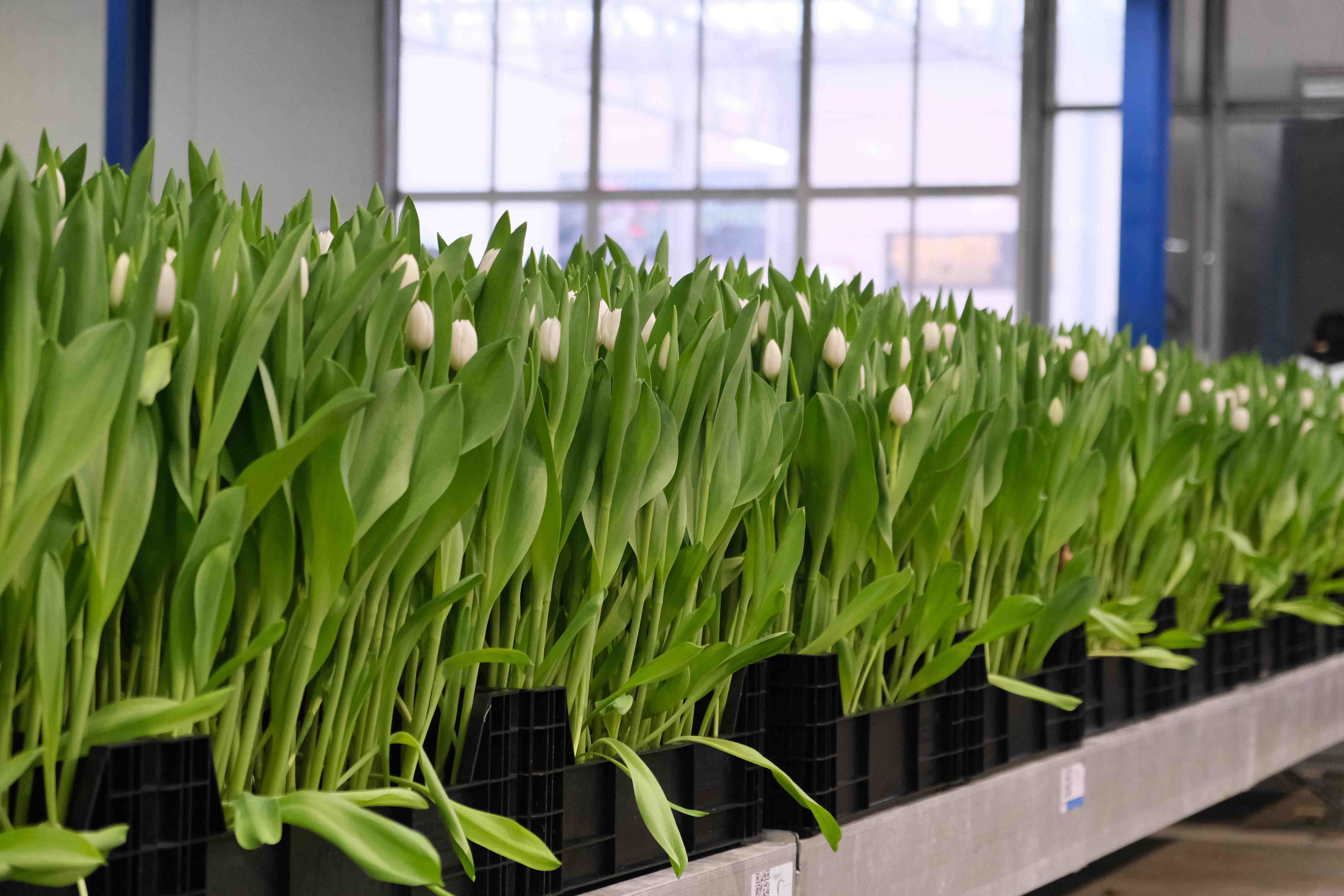 Tulipes blanches serre PolderPride