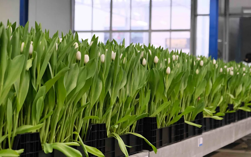 Tulipes blanches serre PolderPride