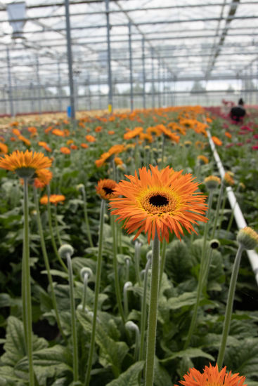 Summit Gerbera