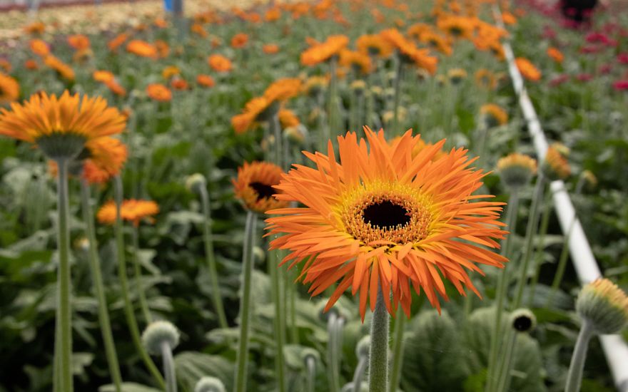 Summit Gerbera